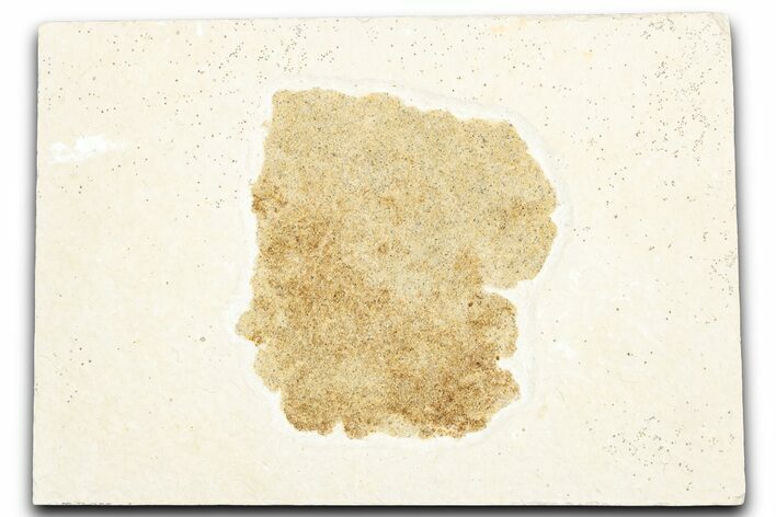 Sandy Stingray Coprolite - Green River Formation #357530